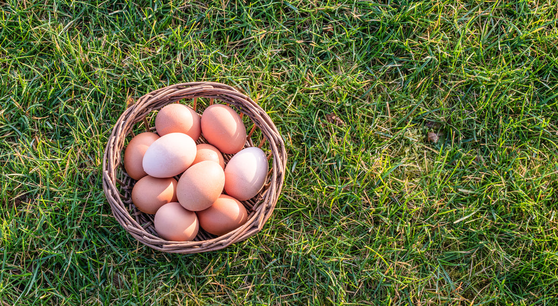 How Scratch Affects Egg Quality